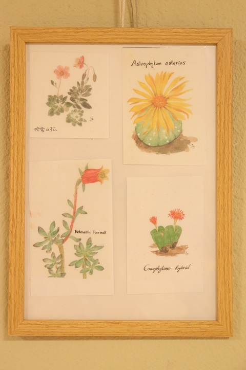cactusyuuの植物画の様子1