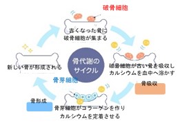 骨代謝サイクルのイメージ図